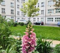  In front of the house