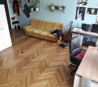 Spolubydlení Brno