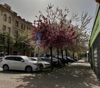 Blooming cherry trees street parking