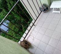 Balkón